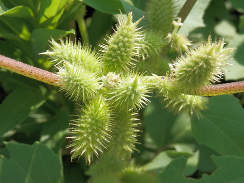P9050043