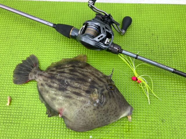 New メタリア カワハギ : 林良一ブログ RYO'S METHOD