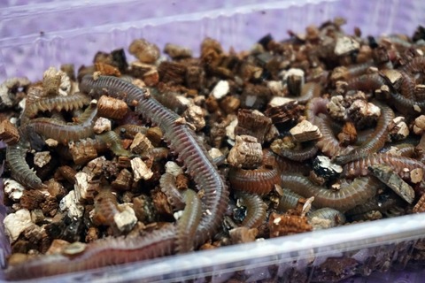 535f2e987cda3174c654185e82765e7a_s