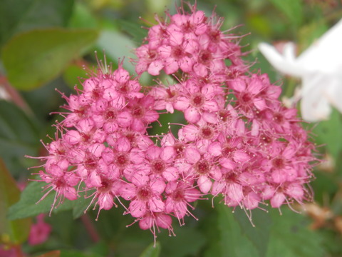 P7200032