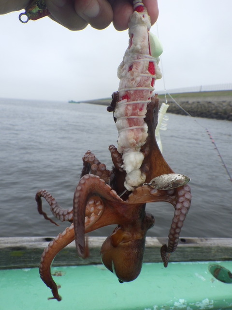 RIMG9036 - コピー