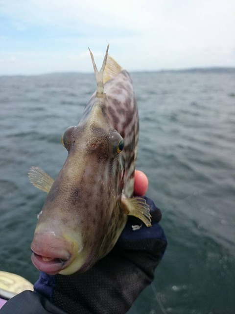 13382244_1015719528476843_1286755238_n