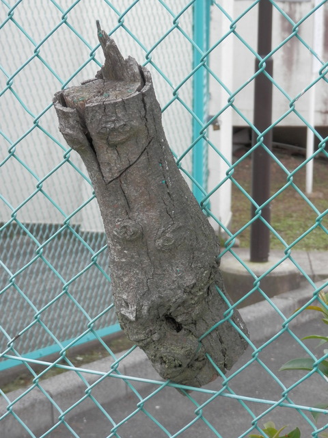 P7200024 (1)