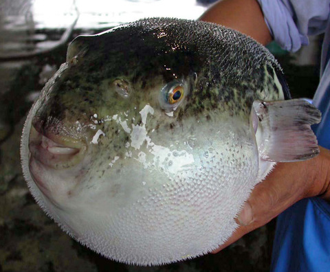 torafugu