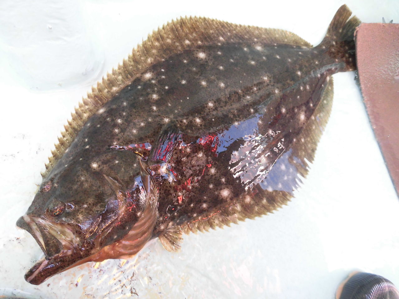 狙って釣らせる大型ヒラメ オフショアマガジン 林良一ブログ Ryo S Method