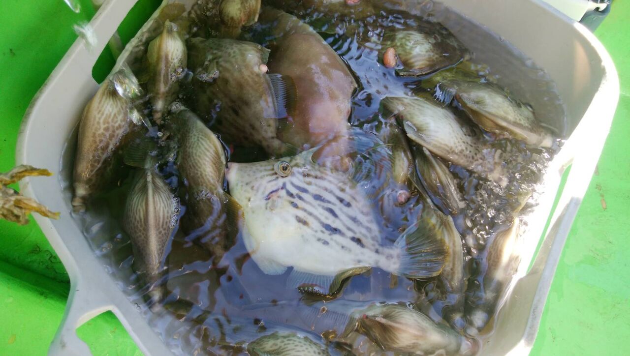 カワハギ釣り教室のご案内 Vol ９ 林良一ブログ Ryo S Method