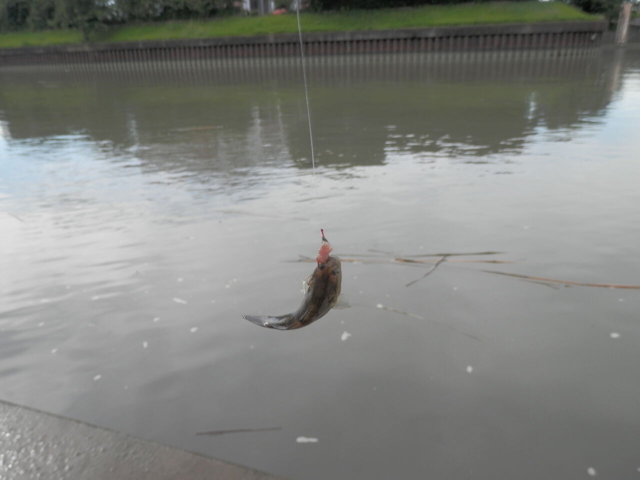 釣りは味なもの 芝川での釣り 林良一ブログ Ryo S Method