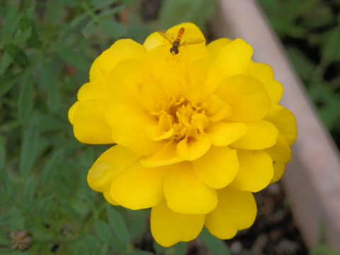 P7210040