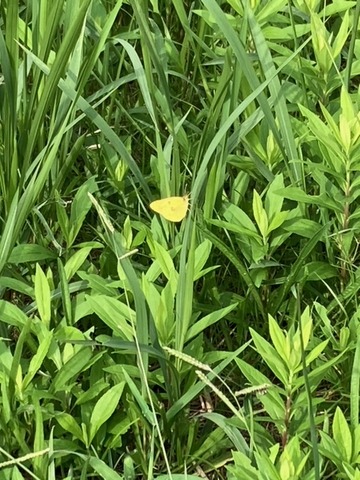 image24
