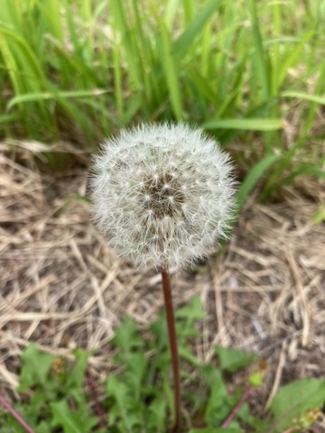 image28