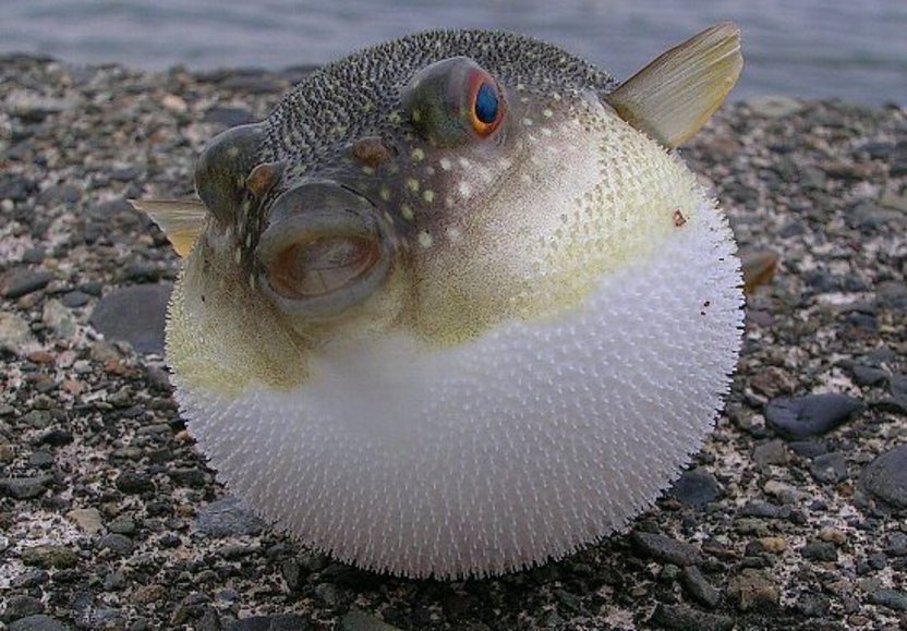 フグを知り尽くした釣法 林良一ブログ Ryo S Method