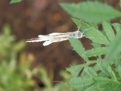 P7210045