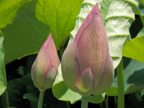P6200018