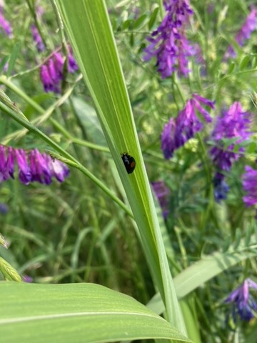image16