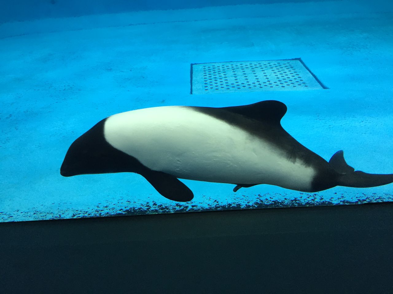 三重県 鳥羽水族館に行きました そうだそうしよう
