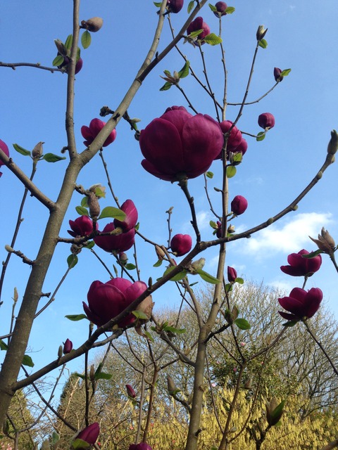 日本から持ってきた方がいいもの＠さとみん