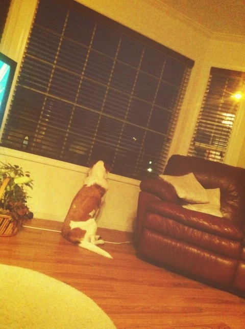 留学すれば英語は上達する？ by Haruka