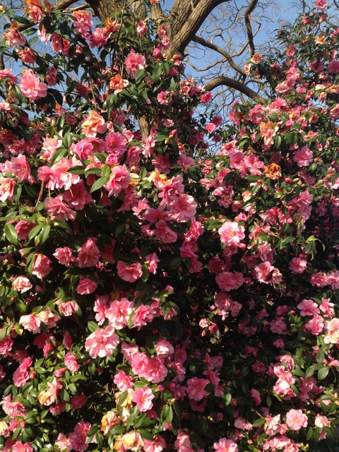 久しぶりに近況報告＠さとみん