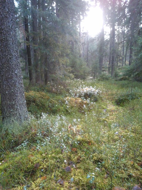 フィンランドからはじめまして＠しずき