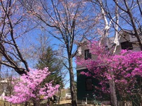 20140502sakura