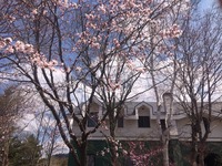 sakura0425