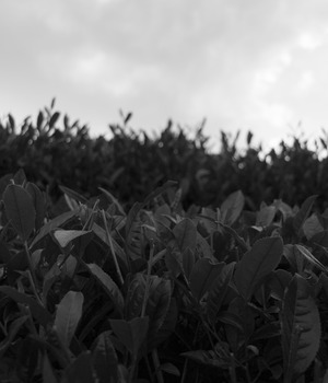 _MG_3092a