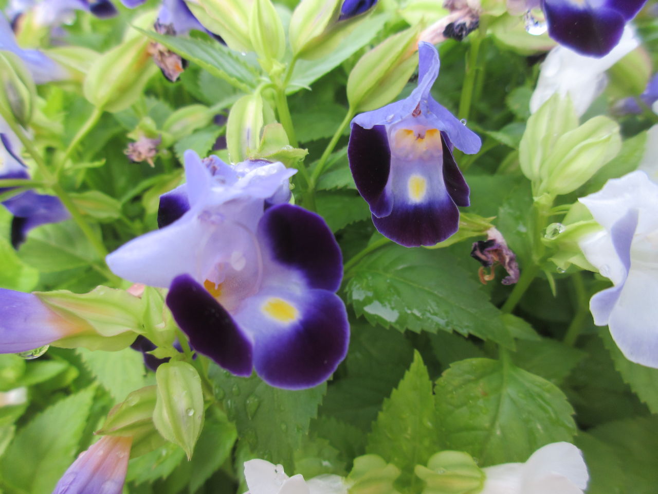 トレニアの花が見頃です Diy Heaven トレニアの花が見頃です Diy Heaven