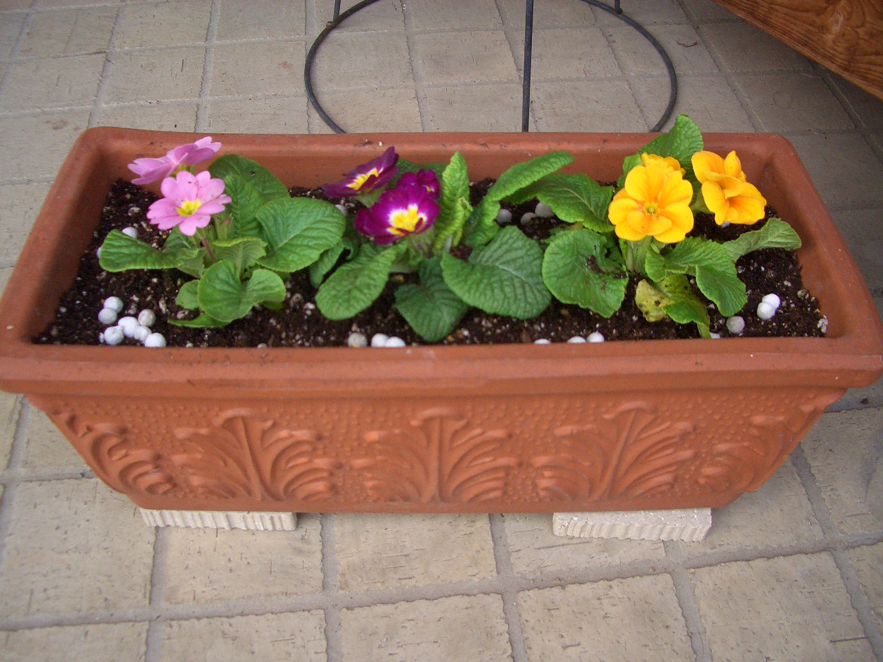 冬の花 その３ プリムラジュリアン Diy Heaven