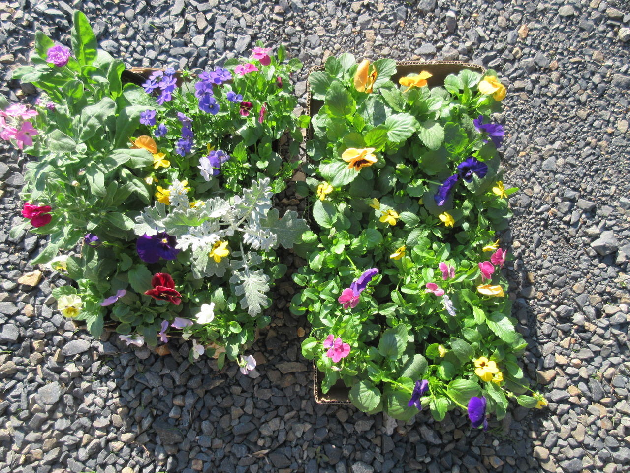 花壇とプランターに植える花を購入しました Diy Heaven 花壇とプランターに植える花を購入しました Diy Heaven