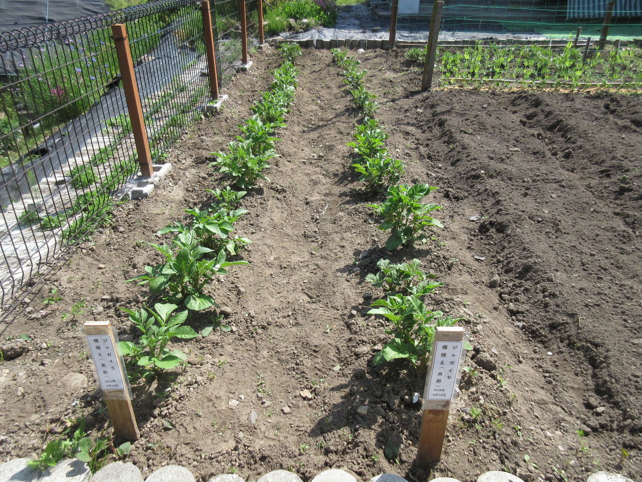 Diy Heaven 孫とジャガイモの芽欠きと追肥 土寄せをしました