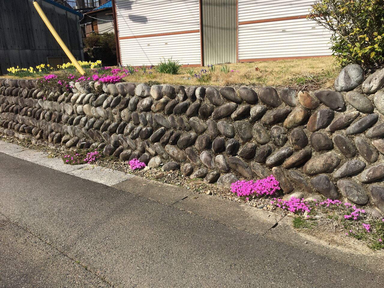 3月の花 芝桜 菜の花が見頃です Diy Heaven