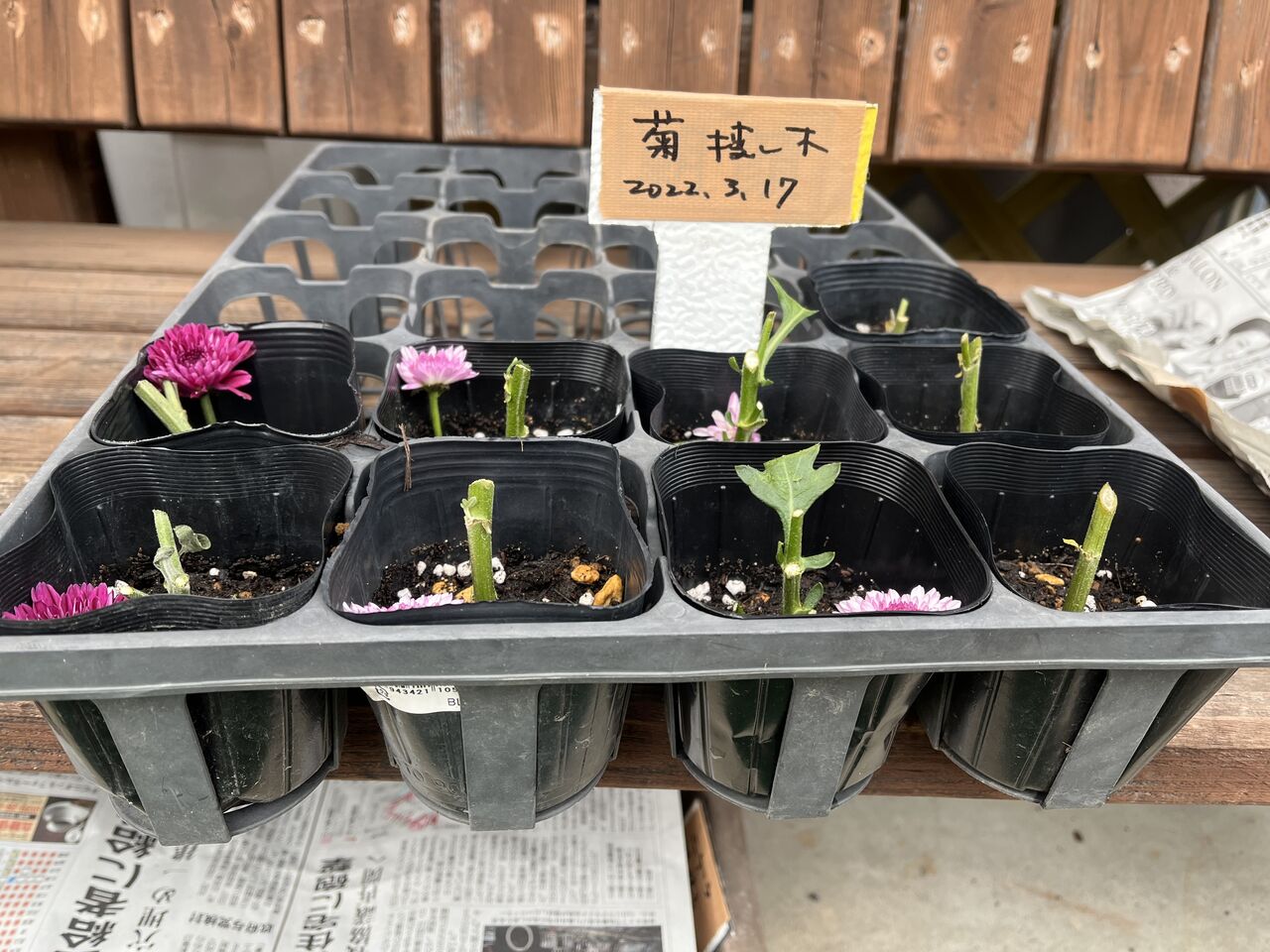 菊の挿し木＆ニゲラの種植えをしました！ : DIY HEAVEN