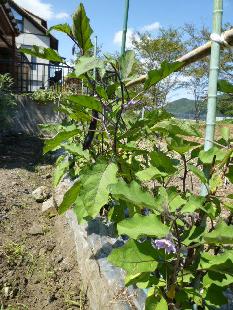 秋茄子の収穫 Diy Heaven