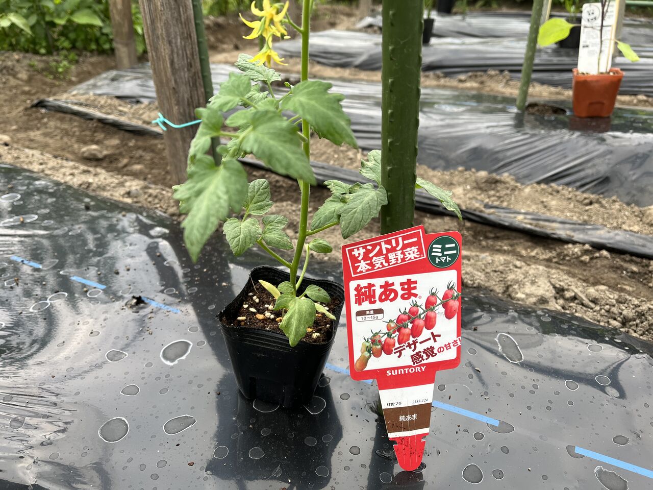 夏野菜の苗を家庭菜園に植えました Diy Heaven