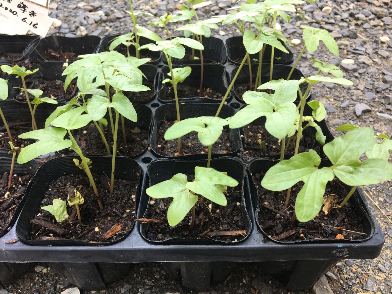 朝顔の苗を移植しました Diy Heaven