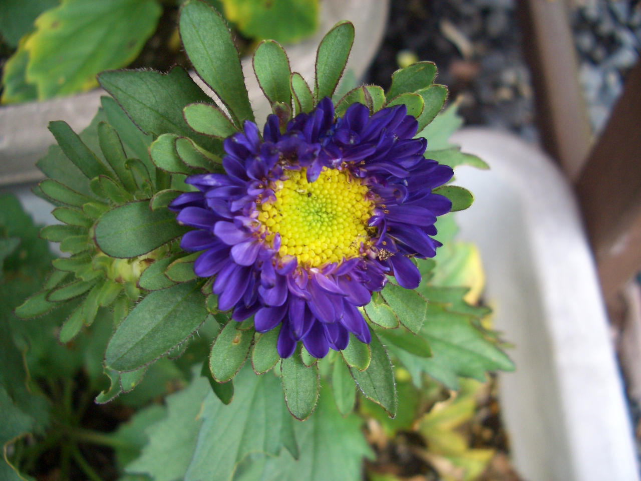 アスターの花が咲きました Diy Heaven