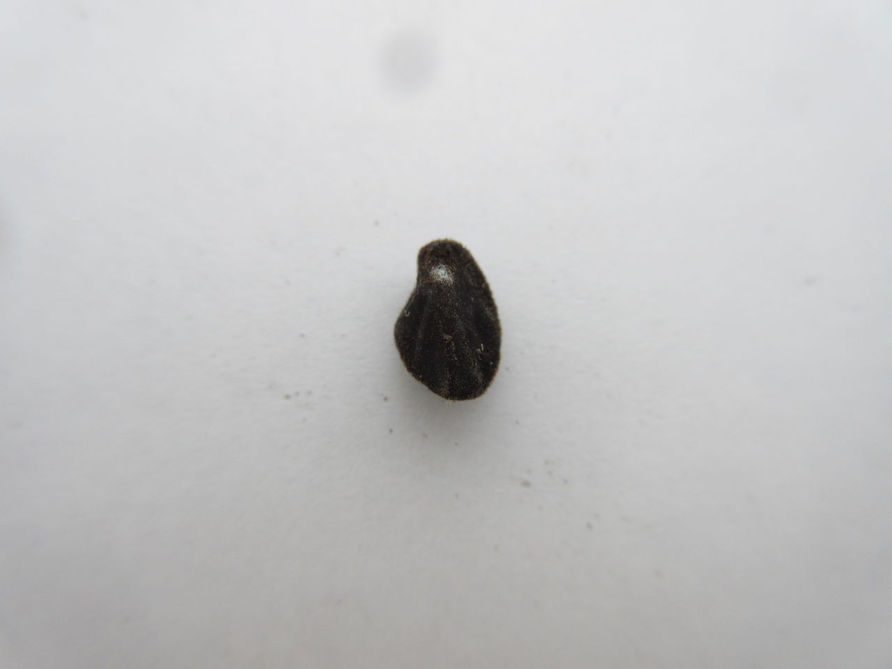 朝顔の種蒔き Diy Heaven