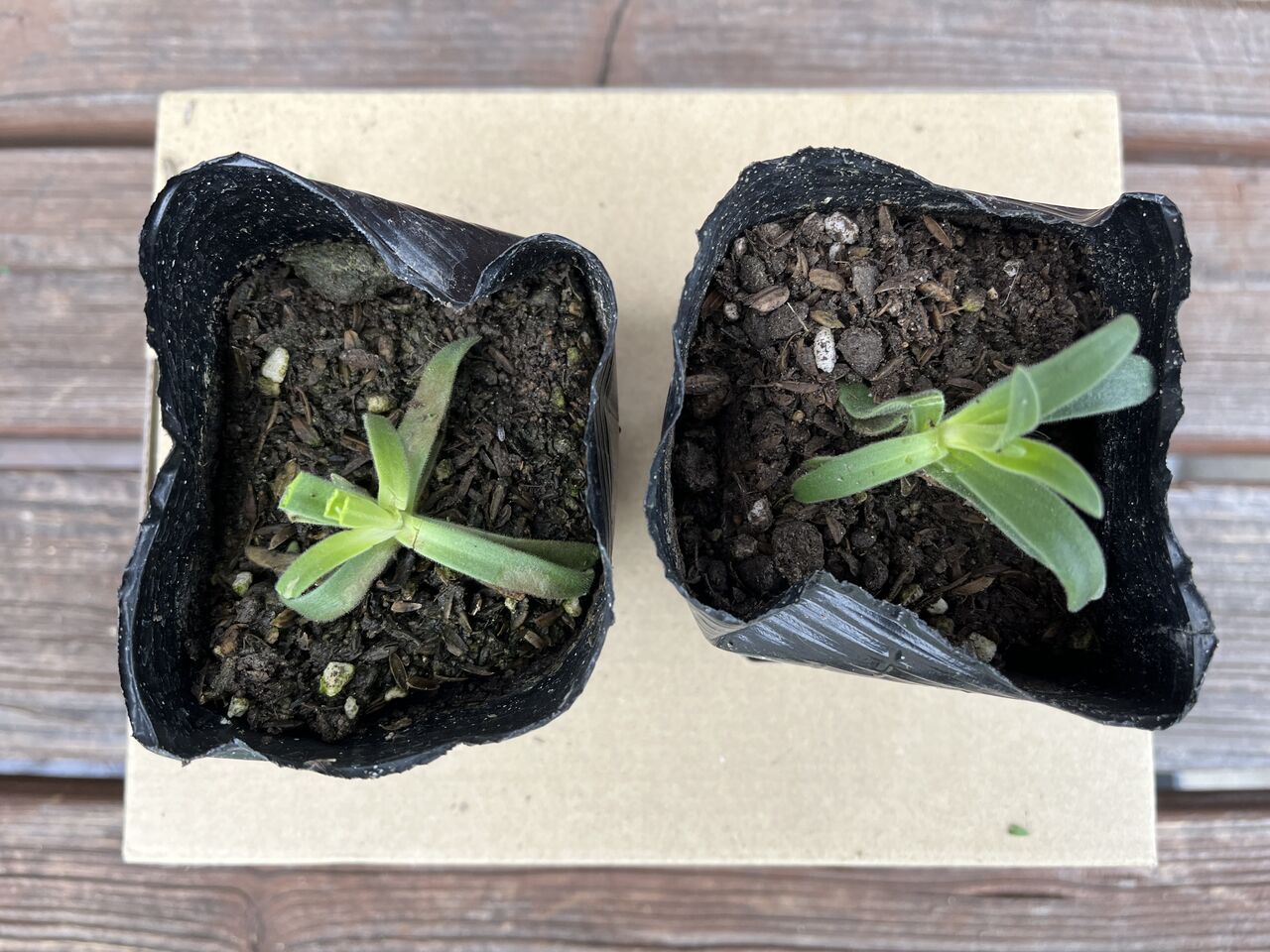 宿根かすみ草 をポットからプランターに移植しました Diy Heaven
