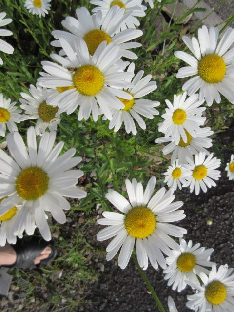 5月の花 ３種類 Diy Heaven