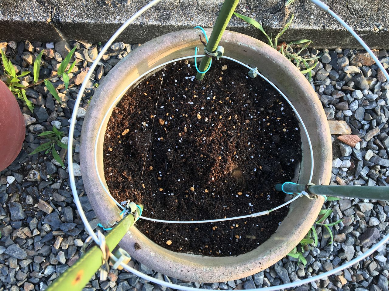 朝顔の苗をポットからプランターに移植しました その2 Diy Heaven 朝顔の苗をポットからプランターに移植しました その2 Diy Heaven