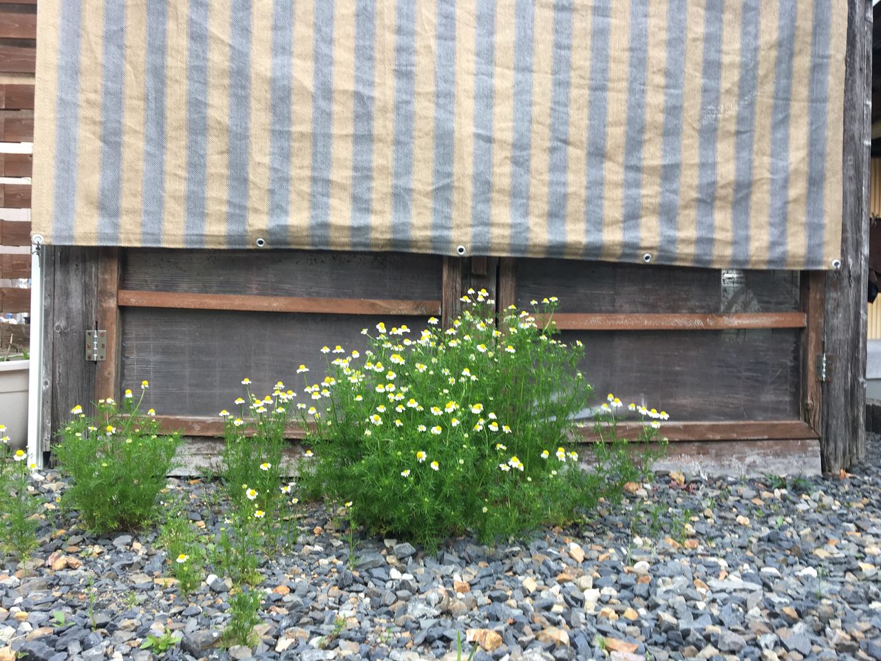 ５月の花 その２ カモミールとエリゲロン Diy Heaven