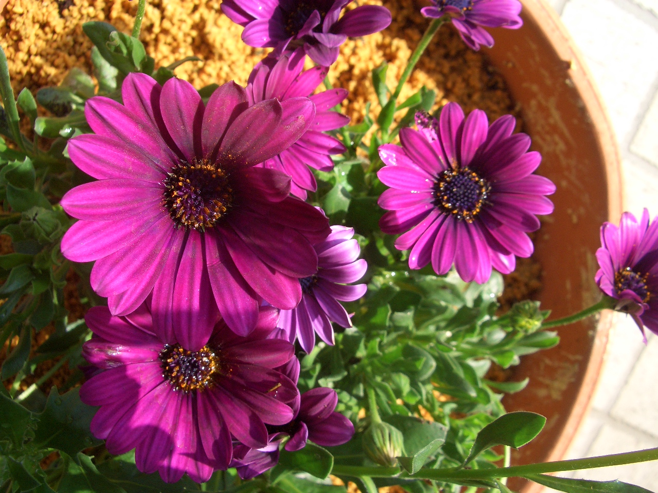 春の花2種類 Diy Heaven