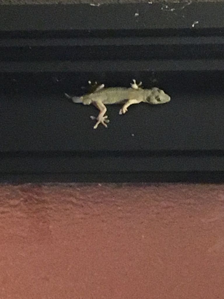 ヤモリが出現 Diy Heaven