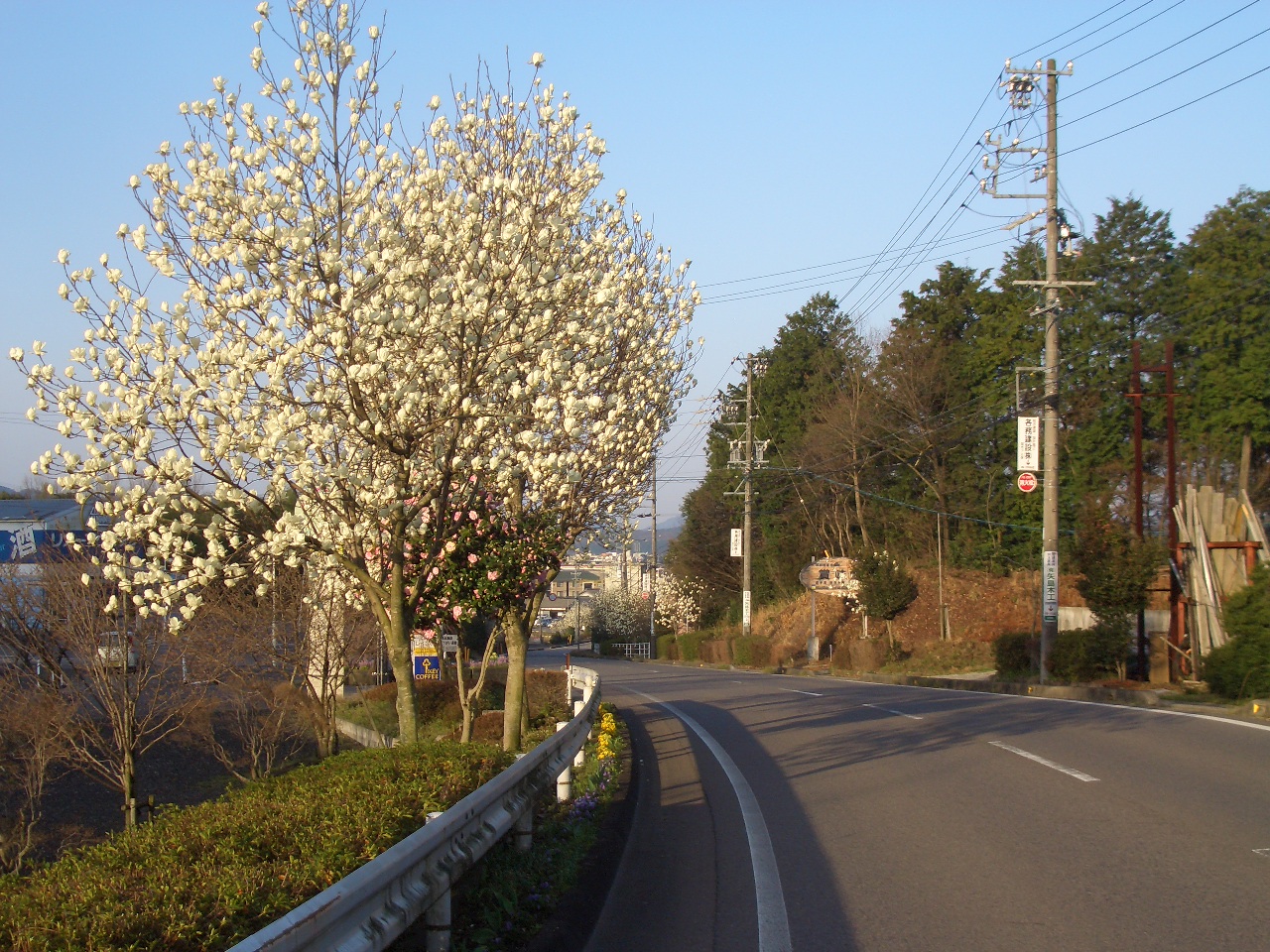 こぶし 木蓮 の花が見頃 Diy Heaven
