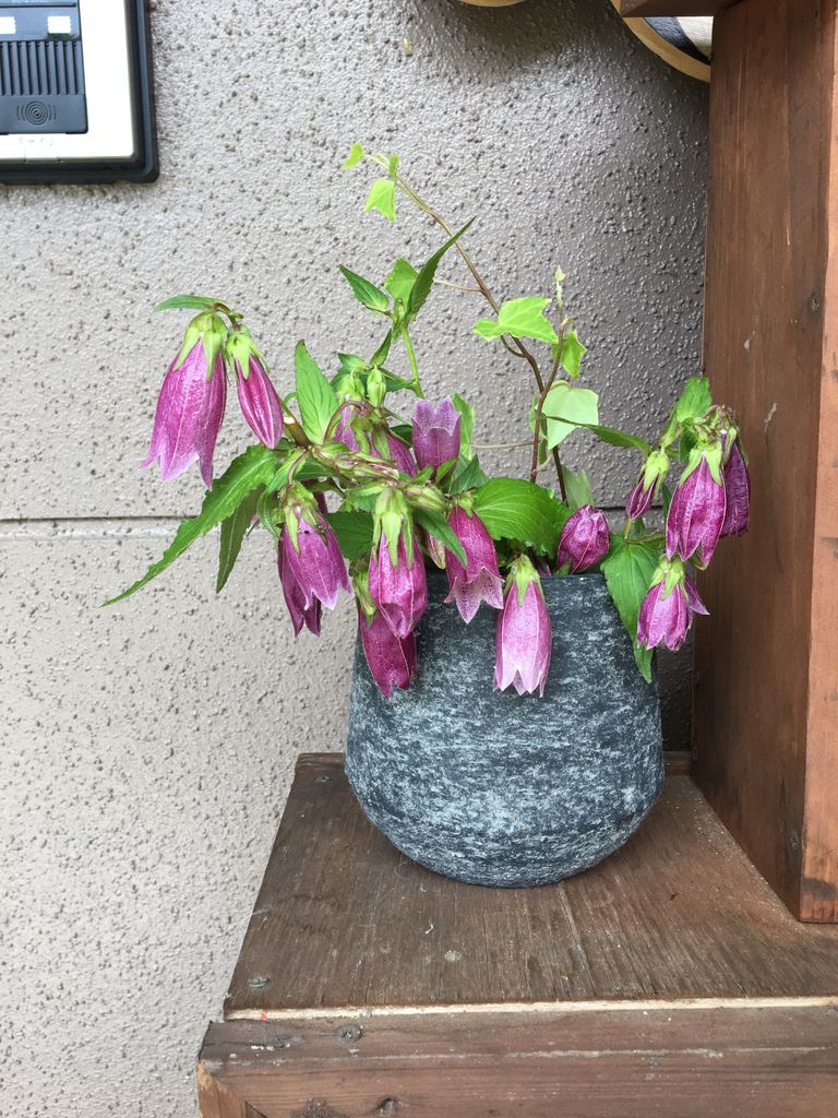 6月の花 Diy Heaven 6月の花 Diy Heaven