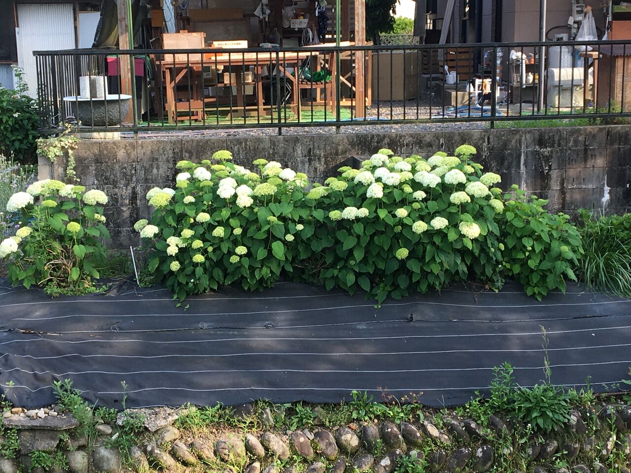 紫陽花が見頃です Diy Heaven 紫陽花が見頃です Diy Heaven