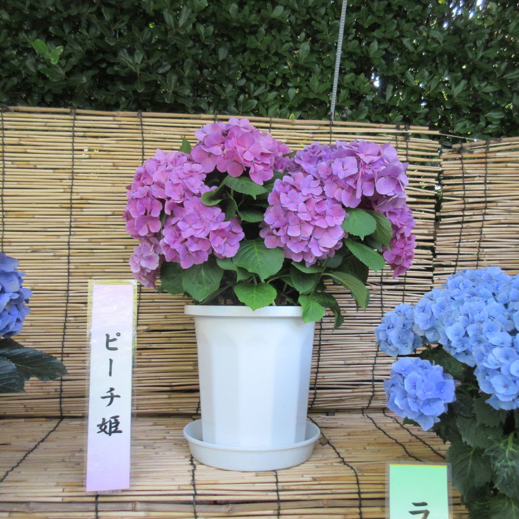 なばなの里 を散策してきました その4 Diy Heaven なばなの里 を散策してきました その4 Diy Heaven