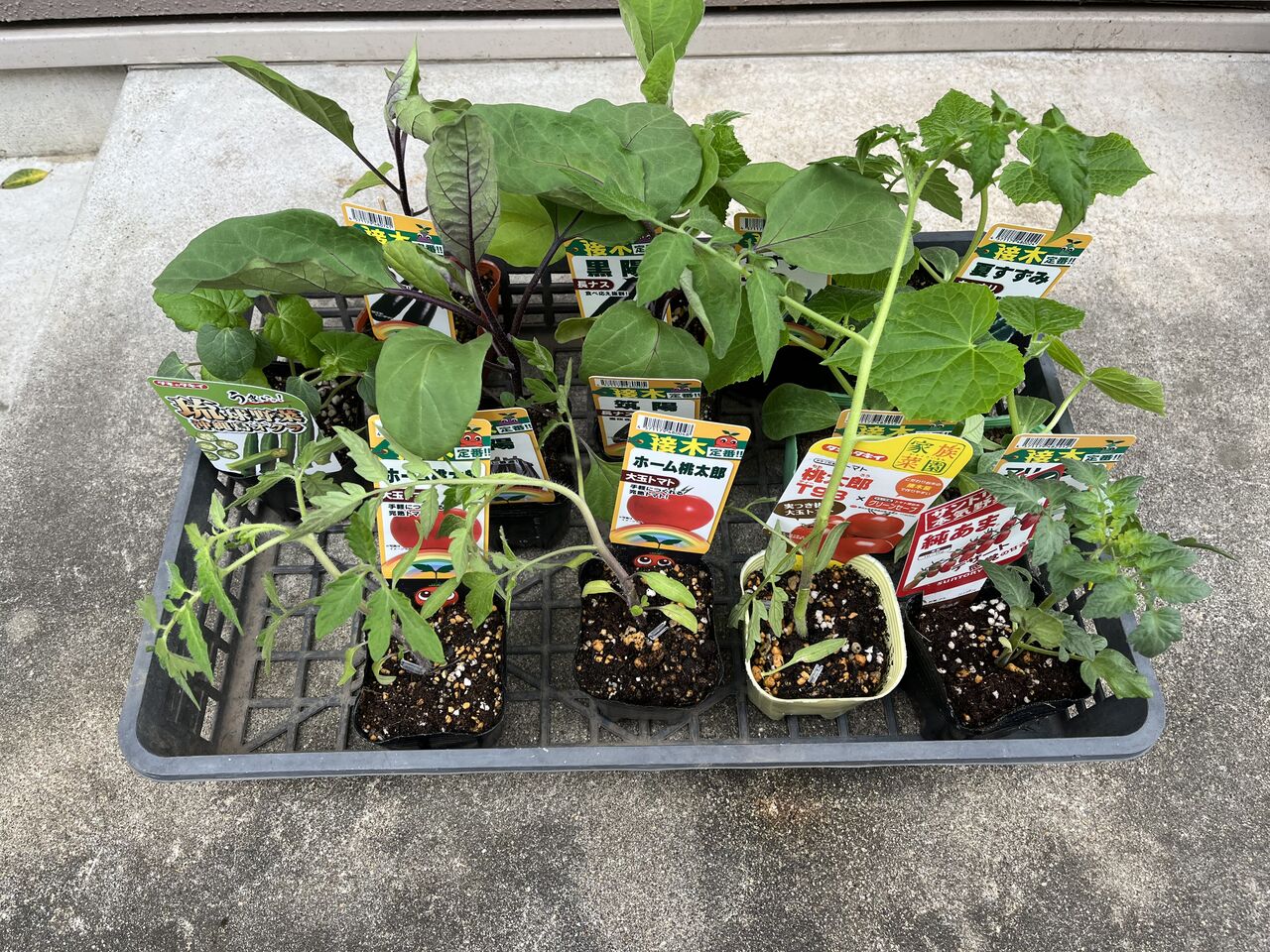 夏野菜の苗を家庭菜園に植える準備 その５ Diy Heaven