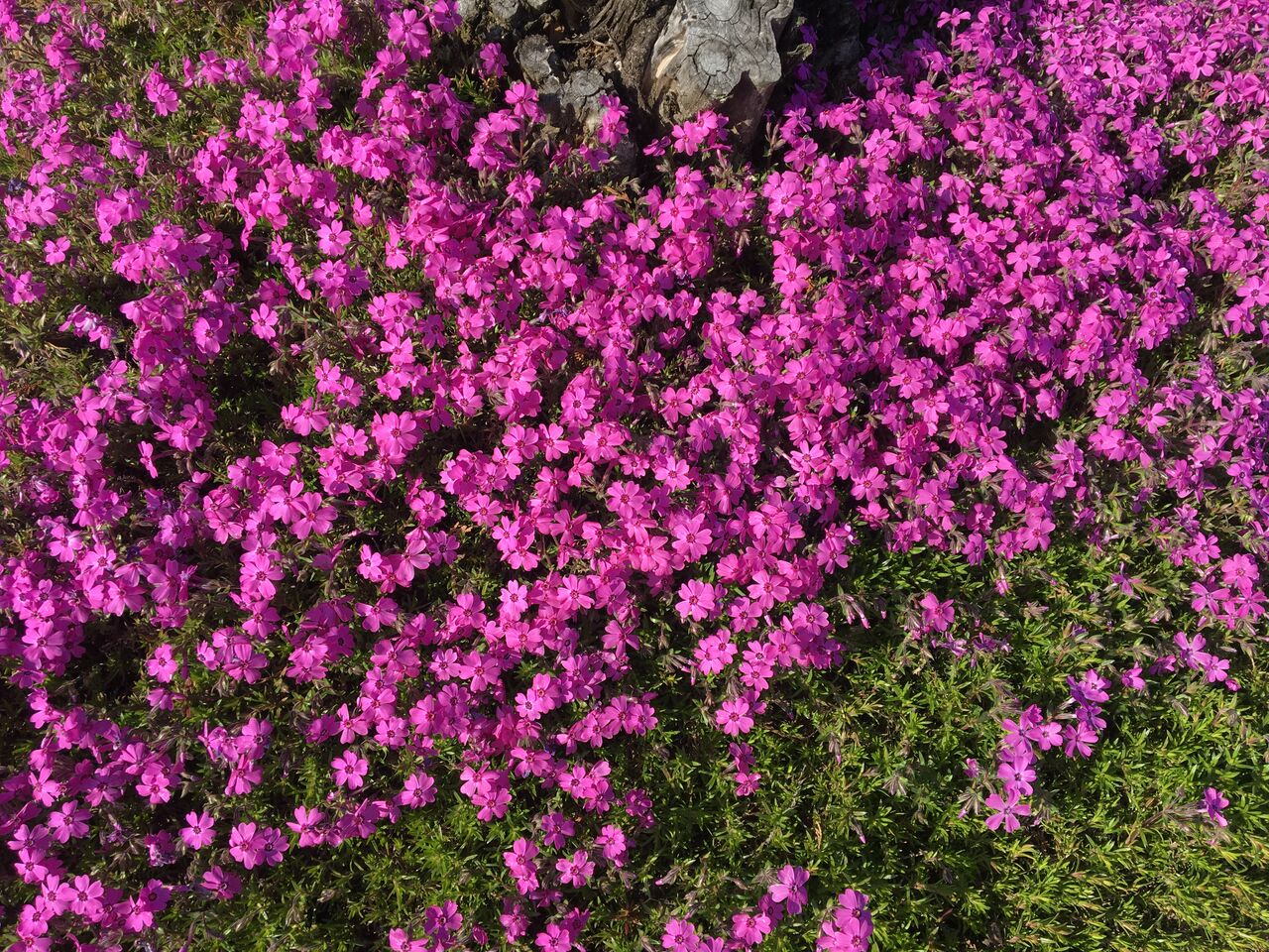 3月の花 芝桜 菜の花が見頃です Diy Heaven