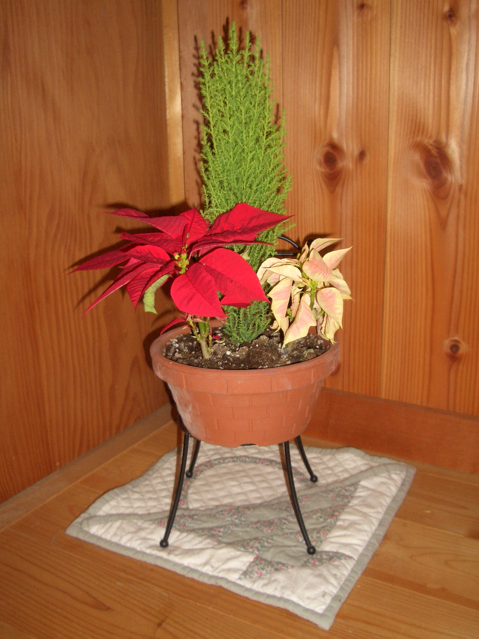 ポインセチアとゴールドクレストの寄せ植え Diy Heaven